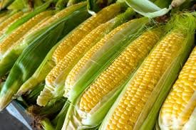 Maize
